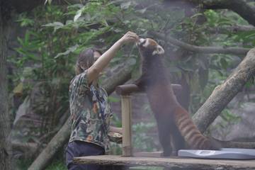 Jepang Hibahkan Panda Merah dan Jerapah kepada Indonesia 